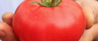 Bobcat tomato