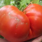 Tomato Big Zak: characteristics and description, reviews, photos, variety yield