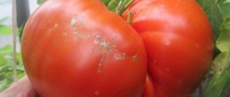 Tomato Big Zak: characteristics and description, reviews, photos, variety yield