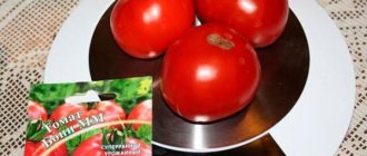 Tomato Boni MM