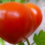 tomato budenovka