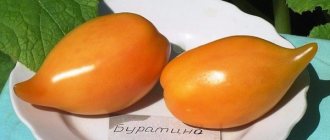 tomato Buratino