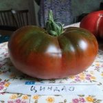 tomato Qingdao
