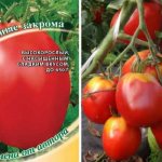 Tomato country bins characteristics and description of the variety