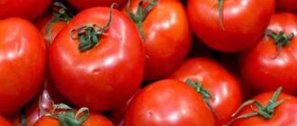 Tomato Money Bag: reviews, photos and description