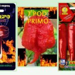 Tomato Diadema: variety characteristics, description, reviews, yield