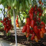 Tomato Dorodny characteristics and description of the variety, cultivation and yield with photos