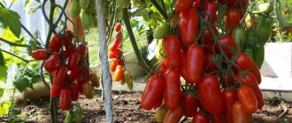 Tomato Dorodny characteristics and description of the variety, cultivation and yield with photos
