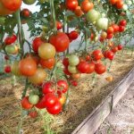 Tomato Evpator f1: reviews, photos, description and cultivation