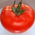 Tomato General F1: characteristics and description