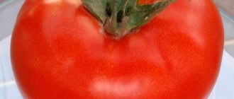 Tomato General F1: characteristics and description