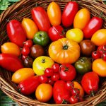 Tomato Hypil 108 f1 characteristics and description of the variety yield reviews photos
