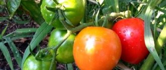 chestnut tomato