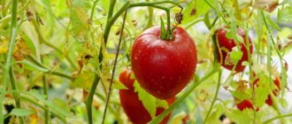 Tomato Kemerovo. Description of the variety, photos, reviews 