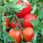 Tomato Kokhava F1 - description and characteristics of the variety
