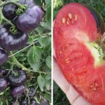 Tomato Azure giant. Description of the variety, photos, reviews 