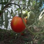 Tomato Lionheart: characteristics of the variety and characteristics of cultivation characteristics
