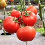 Tomato La-La-Fa. Description of the variety, photos, reviews 