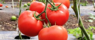 Tomato La-La-Fa. Description of the variety, photos, reviews 