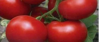 tomato melody