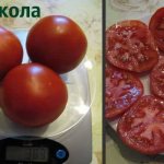 Tomato Nikola. Description of the variety, photos, reviews 