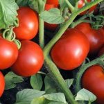 Tomato Olya-la (O-la-la). Description of the variety, photos, reviews 