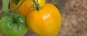 Tomato Orange Heart: photo reviews