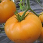 Orange giant tomato. Description of the variety, photos, reviews 