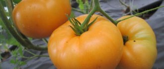 Томат Оранжевый гигант. Описание сорта, фото, отзывы
