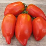 Pepper giant tomato. Description of the variety, photos, reviews 