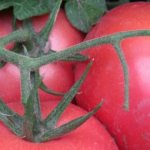 Tomato Pink Paradise: a heavenly hybrid for our salad