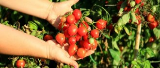 Tomato Kiss - description and characteristics of an early ripening variety