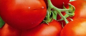 Tomato Polar early ripening