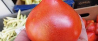 Tomato Primadonna
