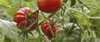 Tomato Rhapsody