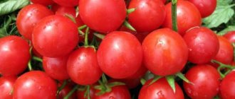 Tomato Windrose: characteristics and description of the variety, reviews