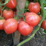 Tomato Russian Empire characteristics and description of the variety with photos