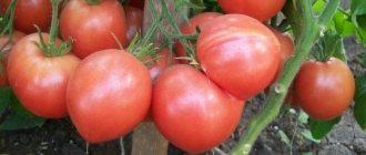 Tomato Russian Empire characteristics and description of the variety with photos
