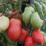 Tomato Russian bells. Reviews, photos, characteristics of the variety 