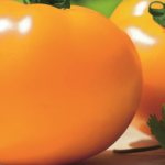 Tomato Sugar. Description of the variety, photos, reviews 