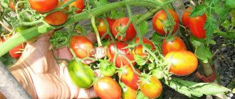 Томат Сахарная слива красная: фото и отзывы об урожайности помидоров, характеристика и описание сорта