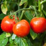 tomato samara characteristics