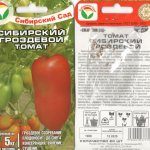 Tomato Siberian grape