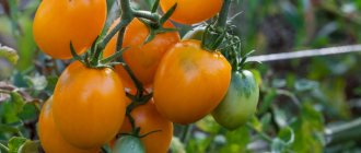 Tomato Cream honey characteristics and description of the variety yield with photo