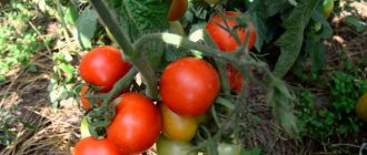 Tomato Snow Tale is superdeterminate