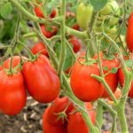 Tomato Stolypin. Description of the variety, photo, yield, characteristics, reviews 