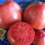 Tomato Uhazher characteristics and description of the variety, its yield with photos