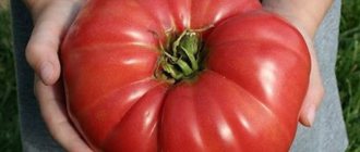 Tomato productive paradox characteristics and description of the variety
