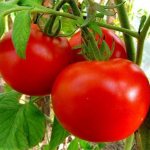 Tomato Volgogradsky 5/95: reviews, description and photos