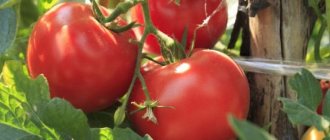 Tomato Volgograd early ripening 323: description, yield and reviews